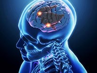 Brain amygdala